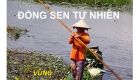 Trà lá sen 90g (LA)