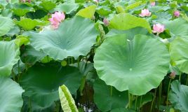 Những bài thuốc dân gian từ lá sen