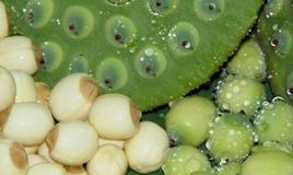 Bài thuốc chữa bệnh mất ngủ tuyệt vời bằng hạt sen