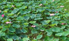 Du Lịch Cao Lãnh - Tràm Chim Tam Nông – KDL Đồng Sen