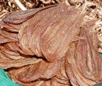 Khô rắn đồng, đặc sản An Giang